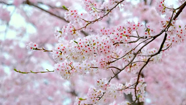 樱花盛开