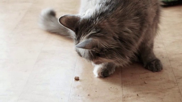 灰猫在吃宠物糖