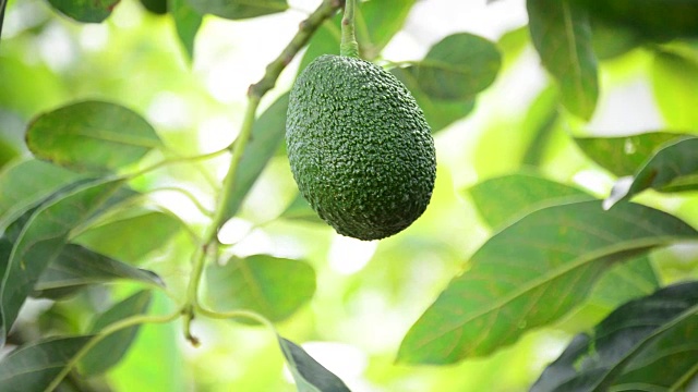 鳄梨挂在树上