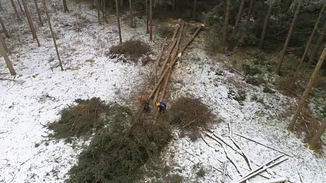 航拍:伐木工在砍伐倒下的树木，从云杉上砍下树枝