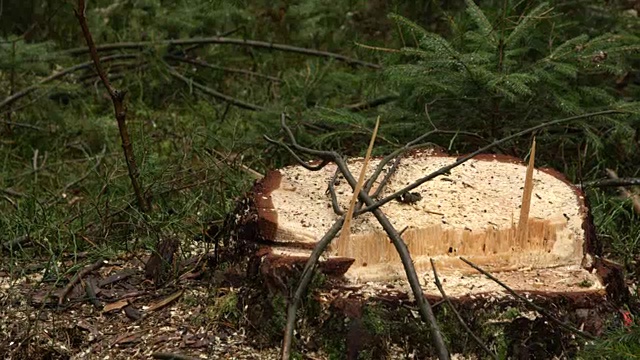 森林砍伐对环境和野生动物栖息地的巨大影响