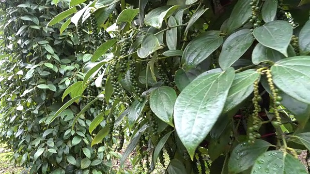 花椒园是胡椒科开花藤本植物，是一种干辣椒粉，用作香料和调味料