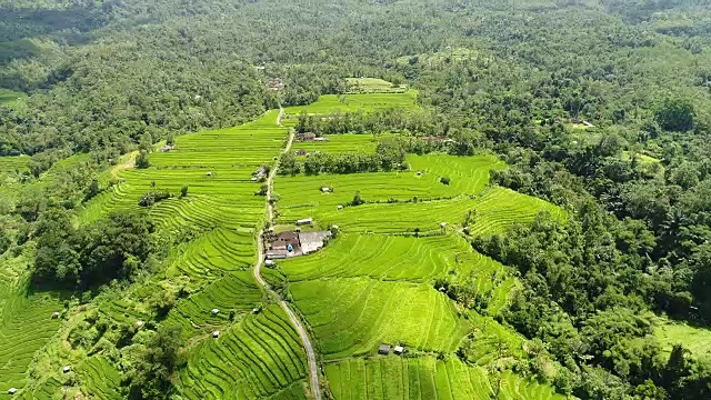 航拍视频在一个惊人的风景稻田在巴厘岛，印度尼西亚