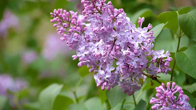 带着叶子的漂亮的丁香花