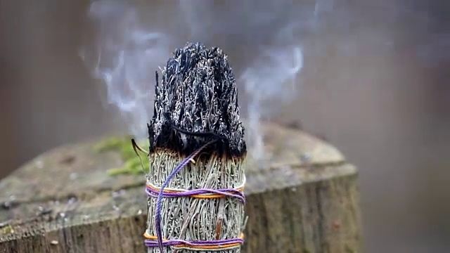 一个大烟束鼠尾草香的特写在森林的背景。