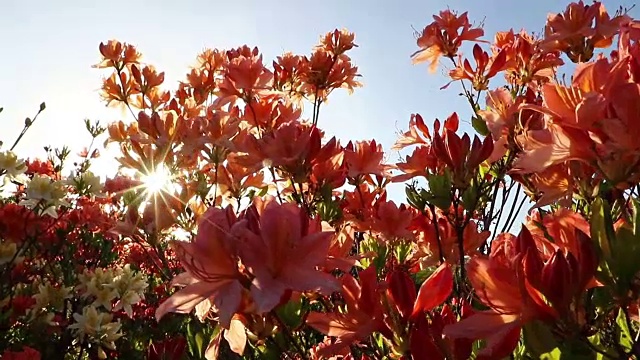 粉红色的杜鹃花(杜鹃花)在花园里