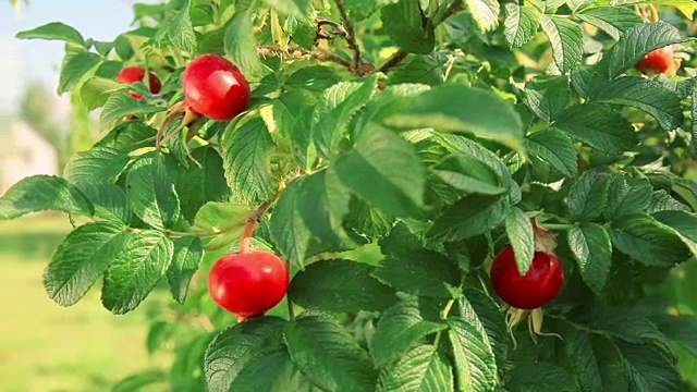 花园里有野玫瑰的果实