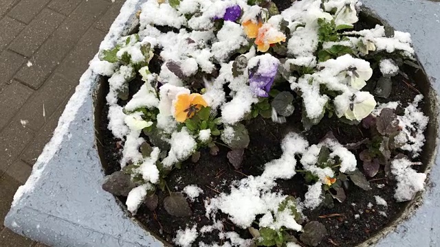 异常的天气。五月下雪。雪花落在盛开的花坛上