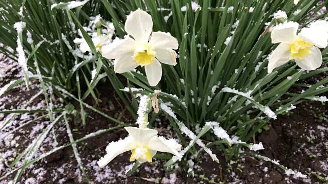 异常的天气。五月下雪。雪花落在盛开的花坛上