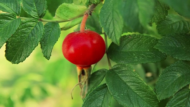 花园里有野玫瑰的果实