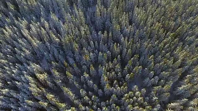 空中积雪覆盖的树木。景观冬季自然森林。旅行白色旅游