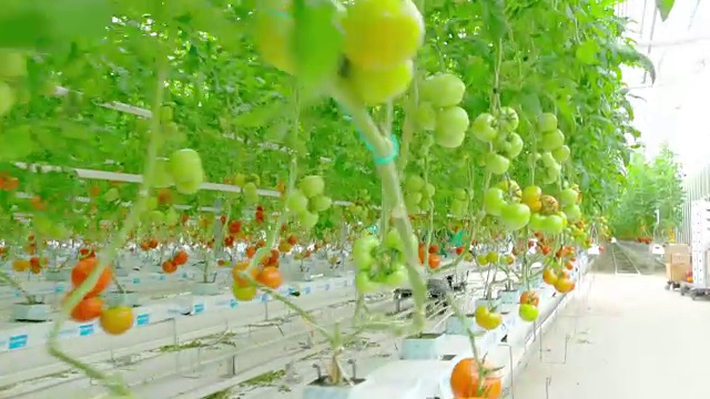 詳情圖-成熟的天然番茄生長在枝溫室