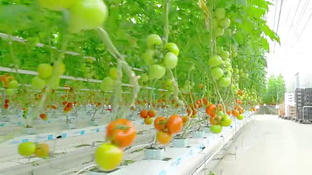 詳情圖-成熟的天然番茄生長在枝溫室