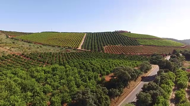 橘子树，柠檬树和葡萄种植园。葡萄牙南部的阿尔加维地区。