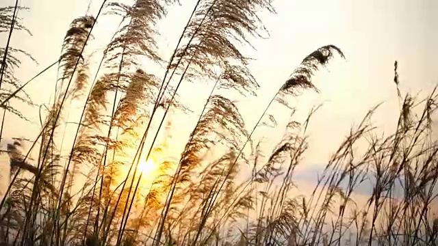 荒草随风飘动，秋日落日时的风景宁静，慢镜头