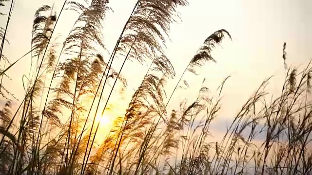 详情图-荒草随风飘动，秋日落日时的风景宁静，慢镜头
