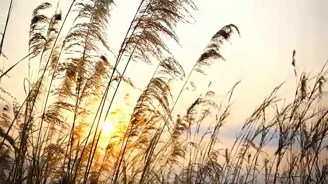 详情图-荒草随风飘动，秋日落日时的风景宁静，慢镜头