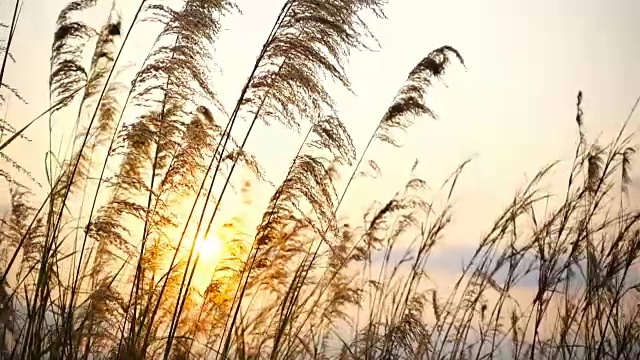详情图-荒草随风飘动，秋日落日时的风景宁静，慢镜头