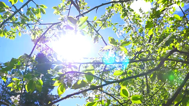 详情图-太阳光晕和白色樱花，自然花枝芽，蓝天