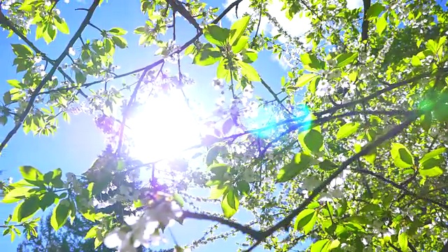 详情图-太阳光晕和白色樱花，自然花枝芽，蓝天