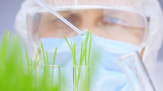 详情图-科学家分析植物。特写镜头。