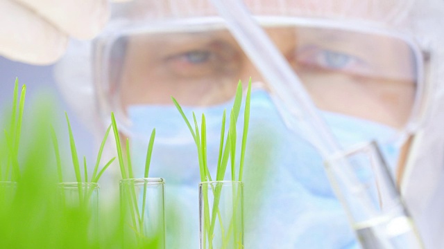 详情图-科学家分析植物。特写镜头。