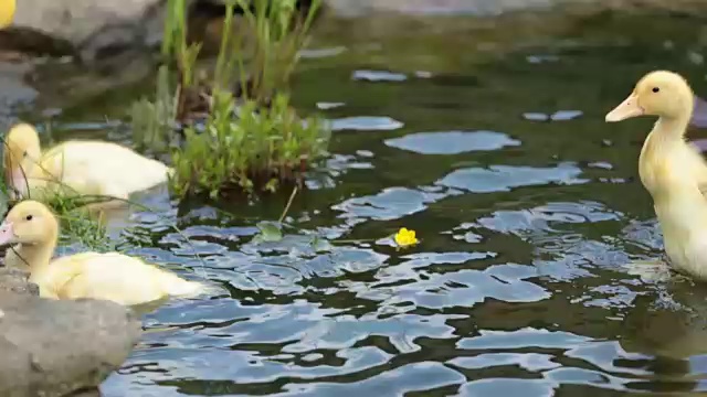 三只小鸭子在有花的池塘里，小孩子在和他们玩