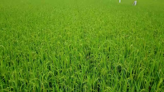 稻田鸟瞰图