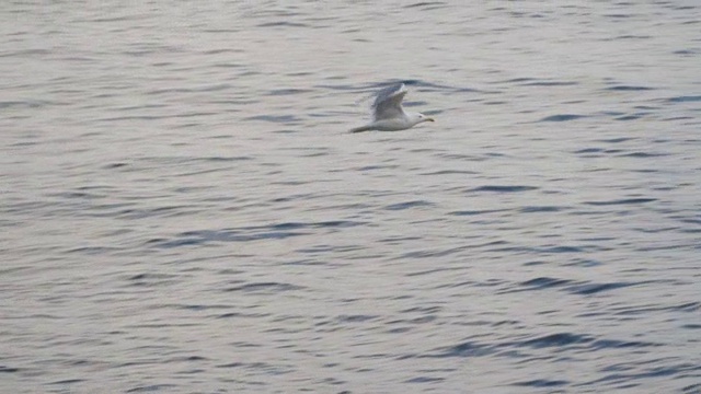 海鸥在海上飞翔