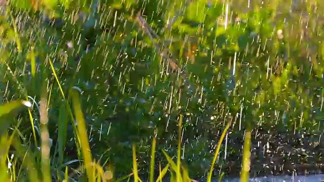 美丽的背景:水滴落在新鲜的绿色草地上