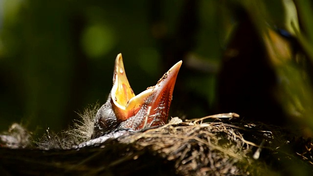 鳥(niǎo)寶寶在樹(shù)上筑巢，張開(kāi)嘴，野生動(dòng)物