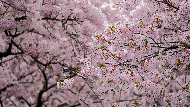 樱花盛开