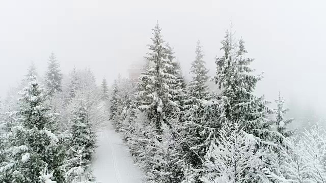 冬天的喀尔巴阡，在暴风雪中飞过冷杉树