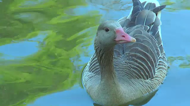池塘里漂浮着灰雁