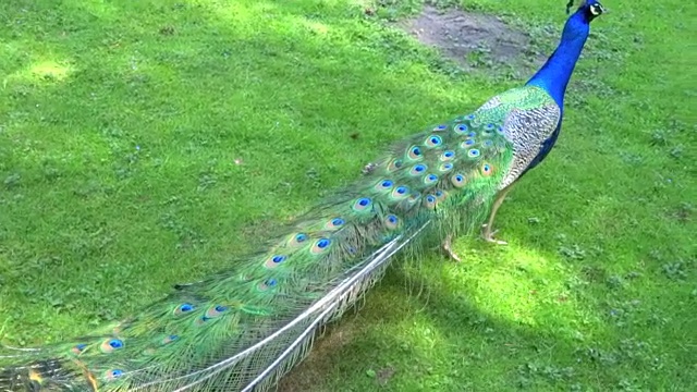 孔雀