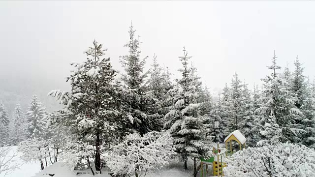 冬天喀尔巴阡的风景，圣诞树在雪地里