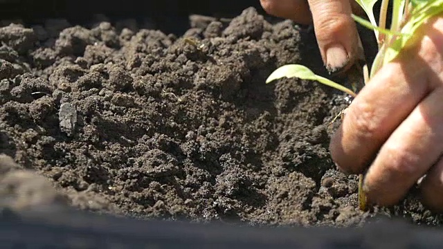 农民在地里种植植物