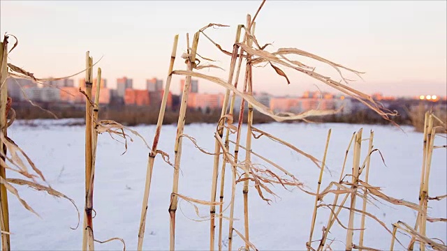 凋谢的玉米茎在雪与遥远的城市背景