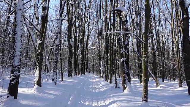 在冬季森林的滑雪路上行进