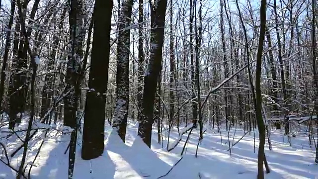 有雪和阳光的冬季森林