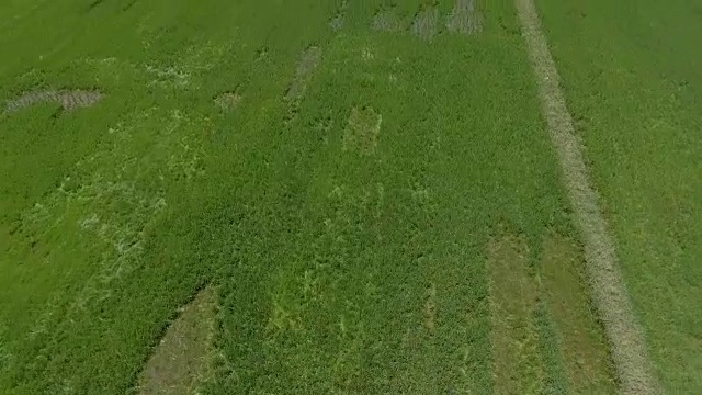 航拍稻田和山景