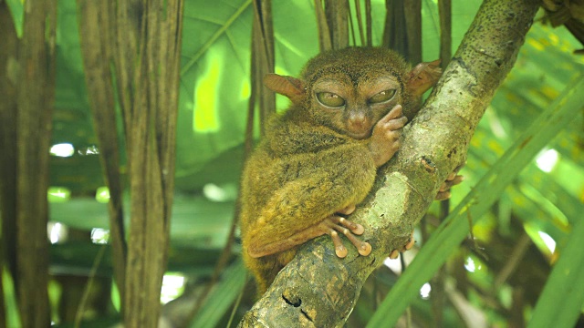 有趣的菲律宾眼镜猴Tarsius syrichta。保和菲律宾