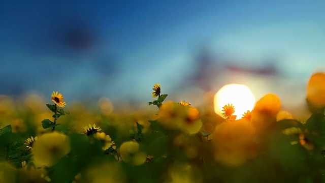 详情图-向日葵种植园映衬着美丽的夕阳，旅行相机