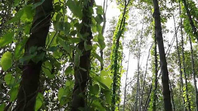红树林