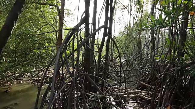 红树林