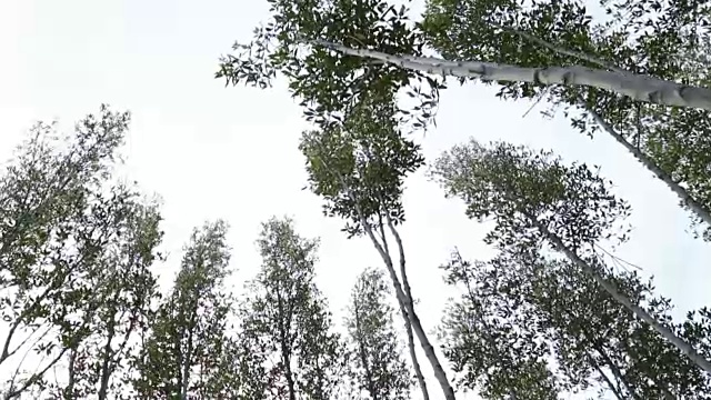 红树林