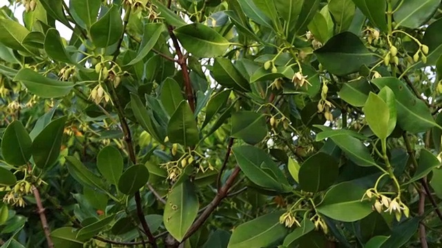 红树林