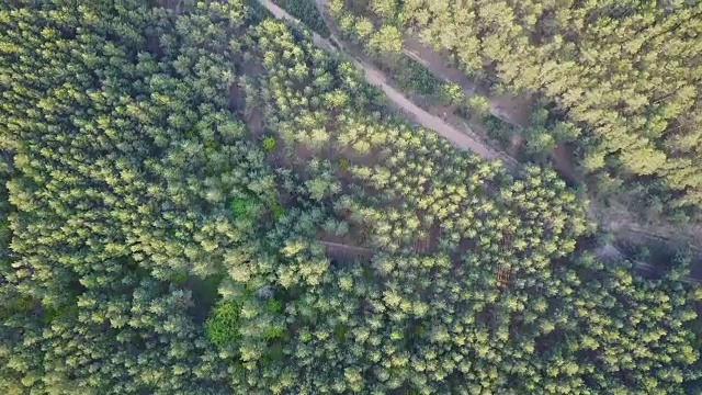 森林落叶和针叶林。树的顶部。绿色的。大自然。清洁空气。的方式