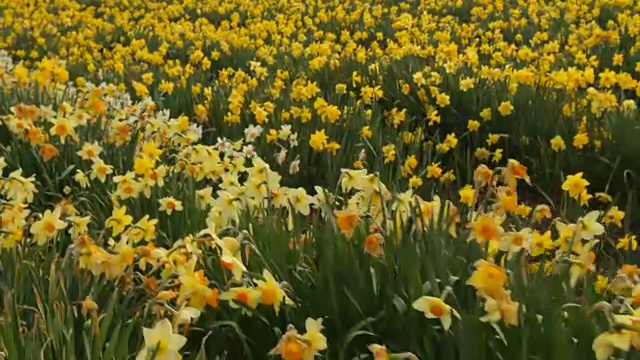水仙花的田野
