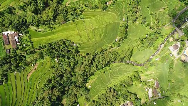 空中拍摄的巴厘岛稻田美景